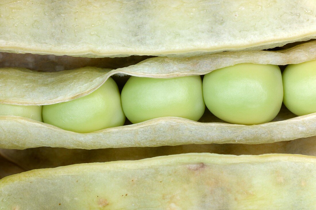 Five peas in a pod