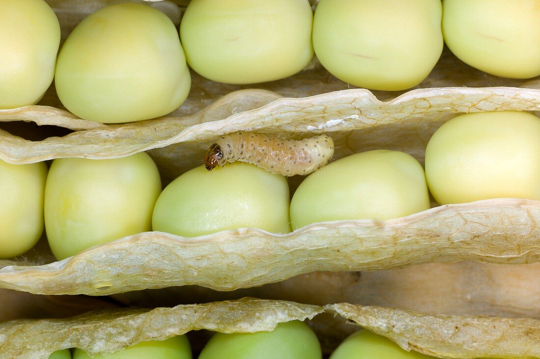 Pea moth larva inside a pea pod
