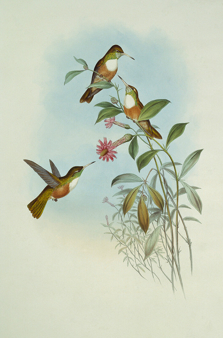 Amazilia hummingbirds,artwork
