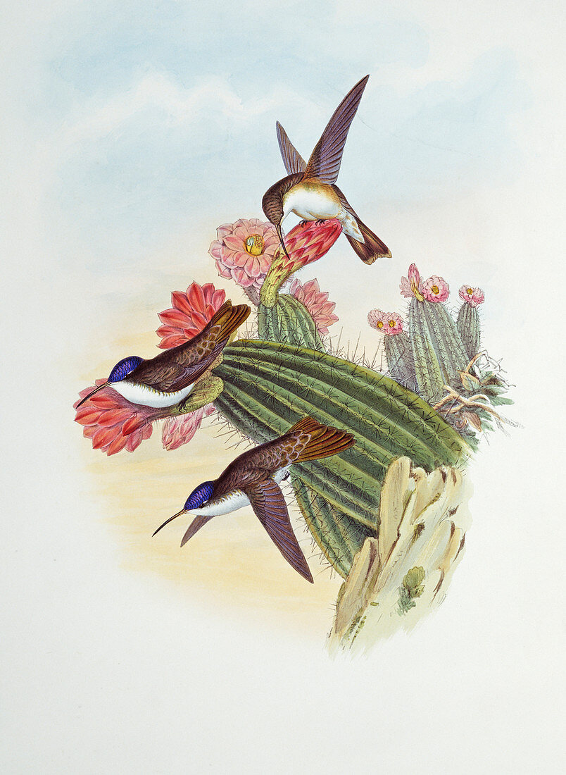 Violet-crowned hummingbirds,artwork