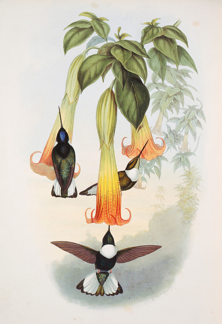 Collared inca hummingbirds,artwork