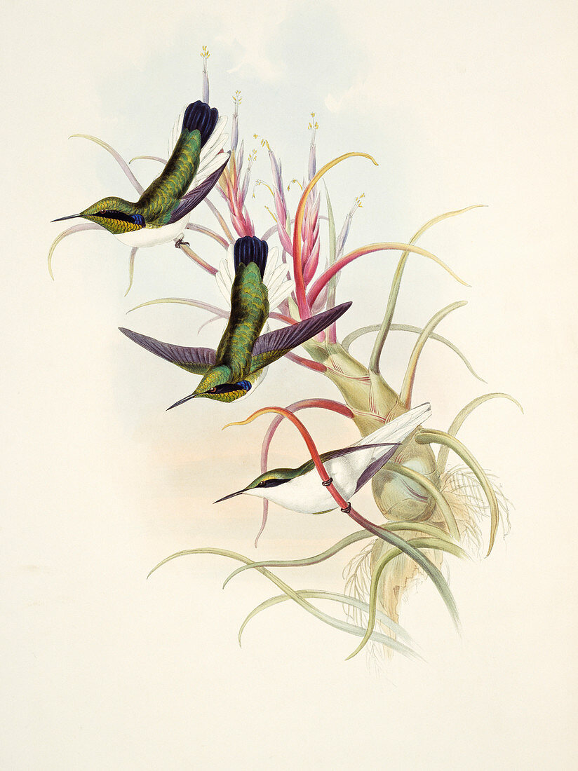 Black-eared fairy hummingbirds,artwork