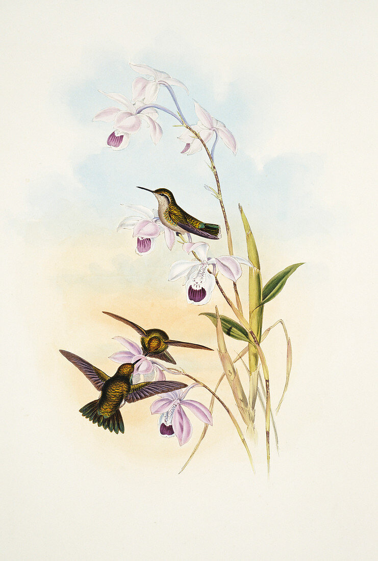 Green-tailed alice hummingbirds,artwork