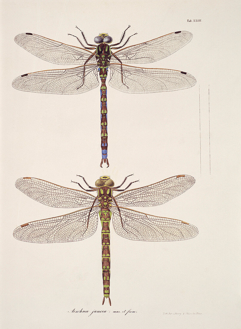 Dragonflies,artwork