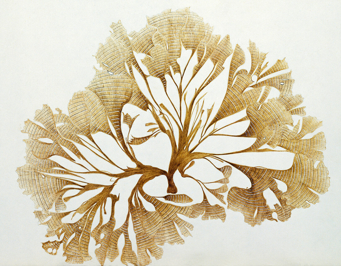 Alga (Ulva pavonia),artwork