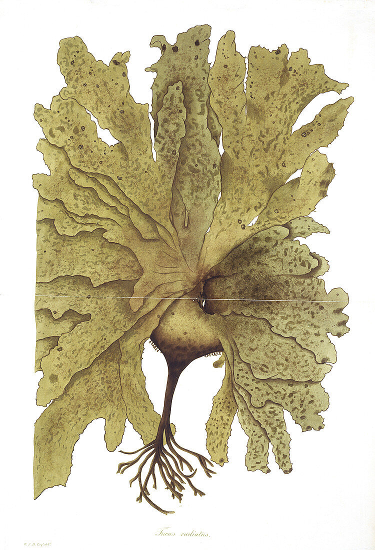 Kelp (Fucus radiatus),artwork