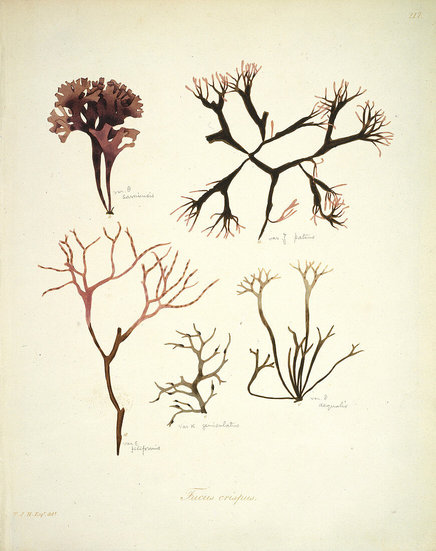 Kelp (Fucus crispus),artwork