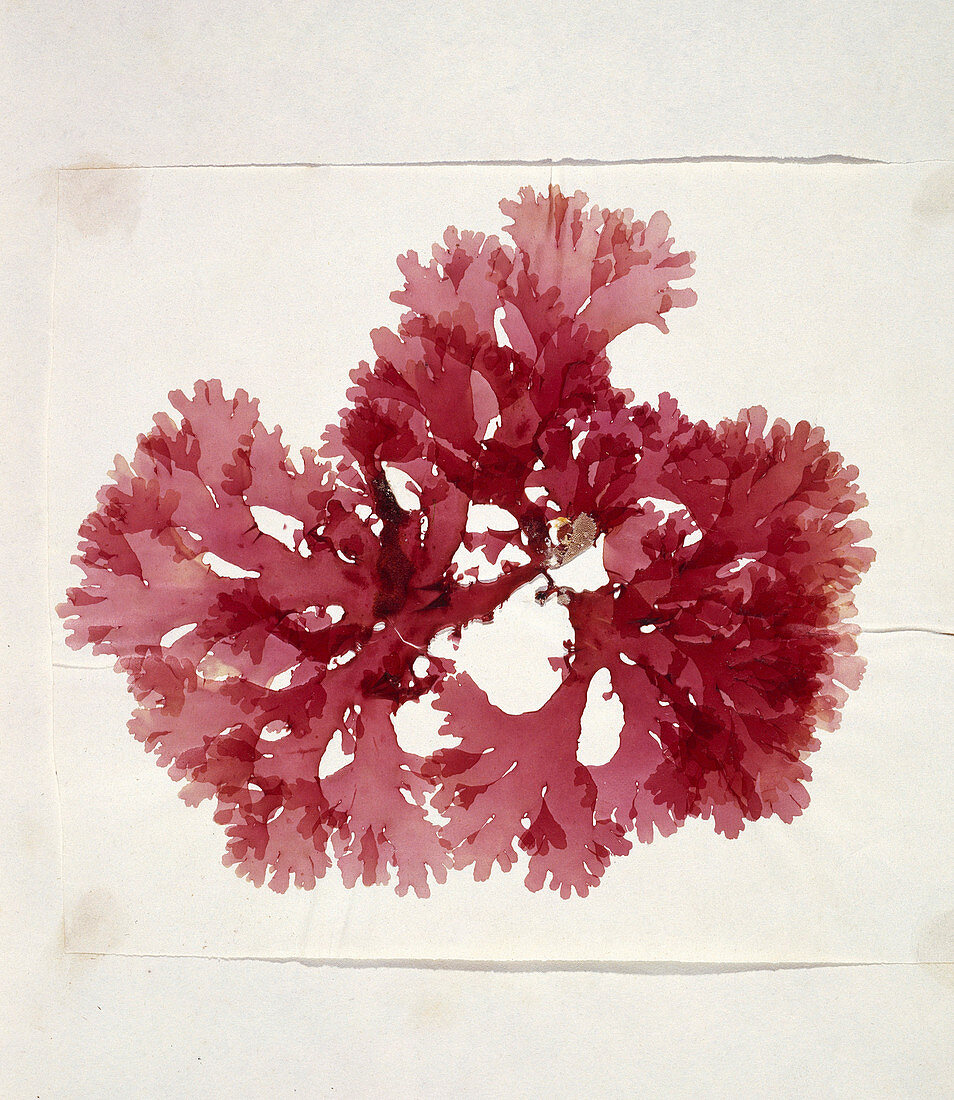 Dried red alga (Thodomenia lacineata)