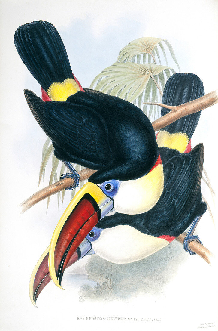 Channel-billed toucans,artwork