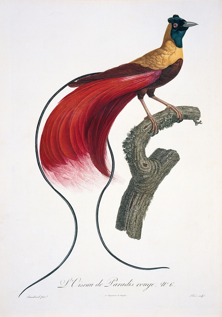 Red bird-of-paradise,artwork