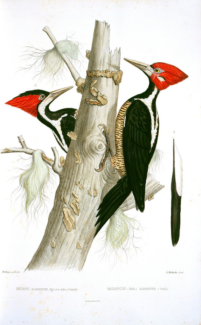 Ivory-billed woodpeckers,artwork