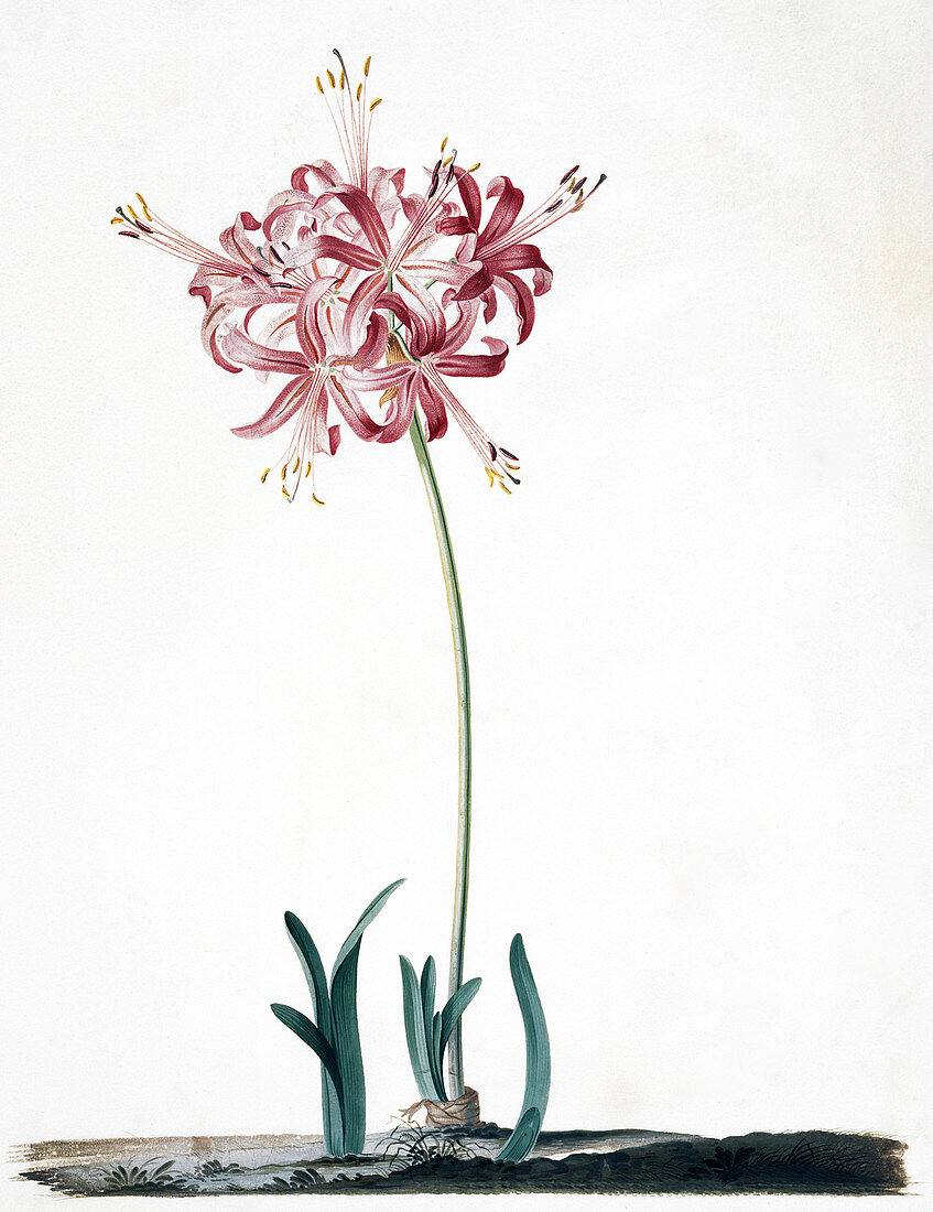 Guernsey lily (Nerine sarniensis)
