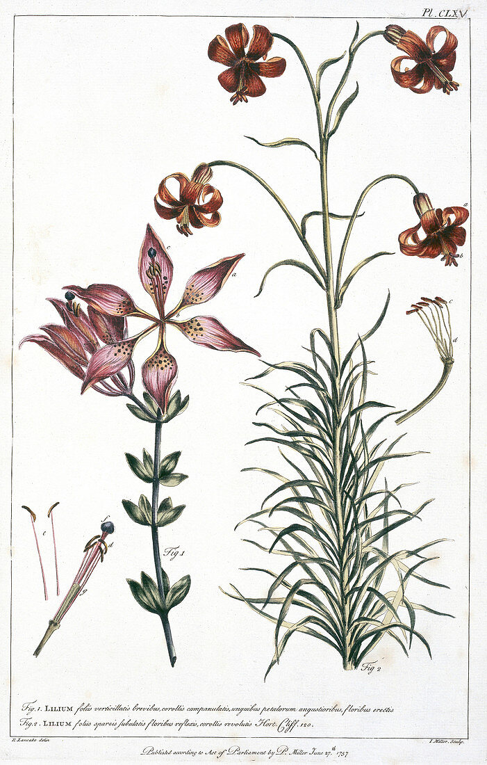 Lilium philadelphicum and Lilium pomponi