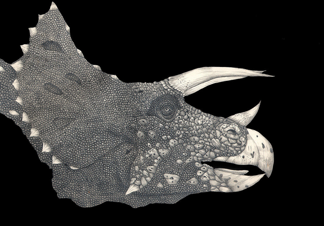 Triceratop heads,artwork