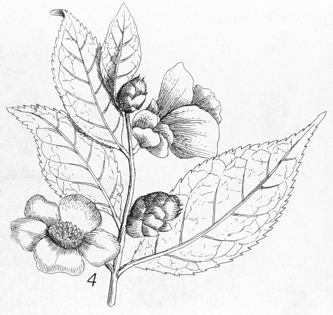 Tea (Thea chinensis) plant,artwork