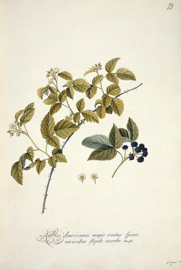 Blackberry (Rubus cuneifolius)