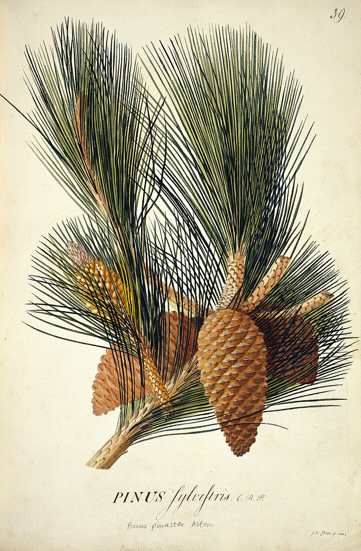 Cluster pine (Pinus pinaster 'Aiton')