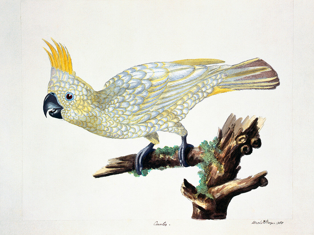 Yellow-crested cockatoo,artwork