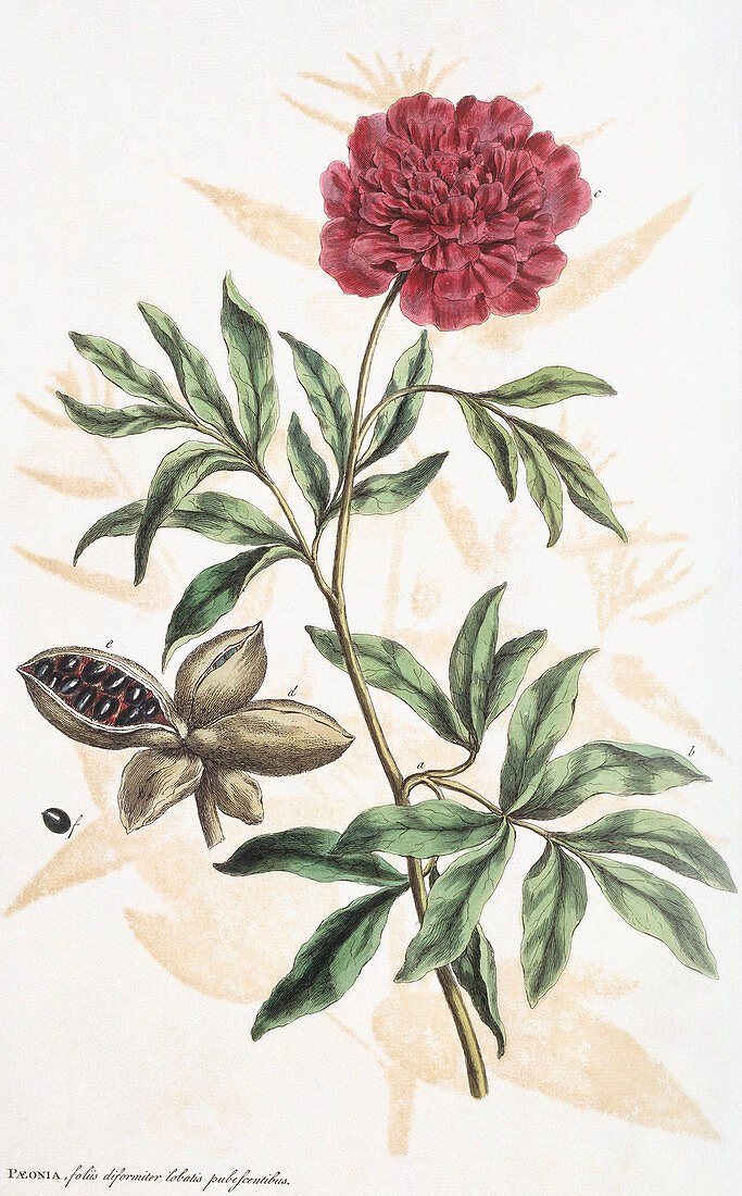 Paeony (Paeonia sp.),artwork