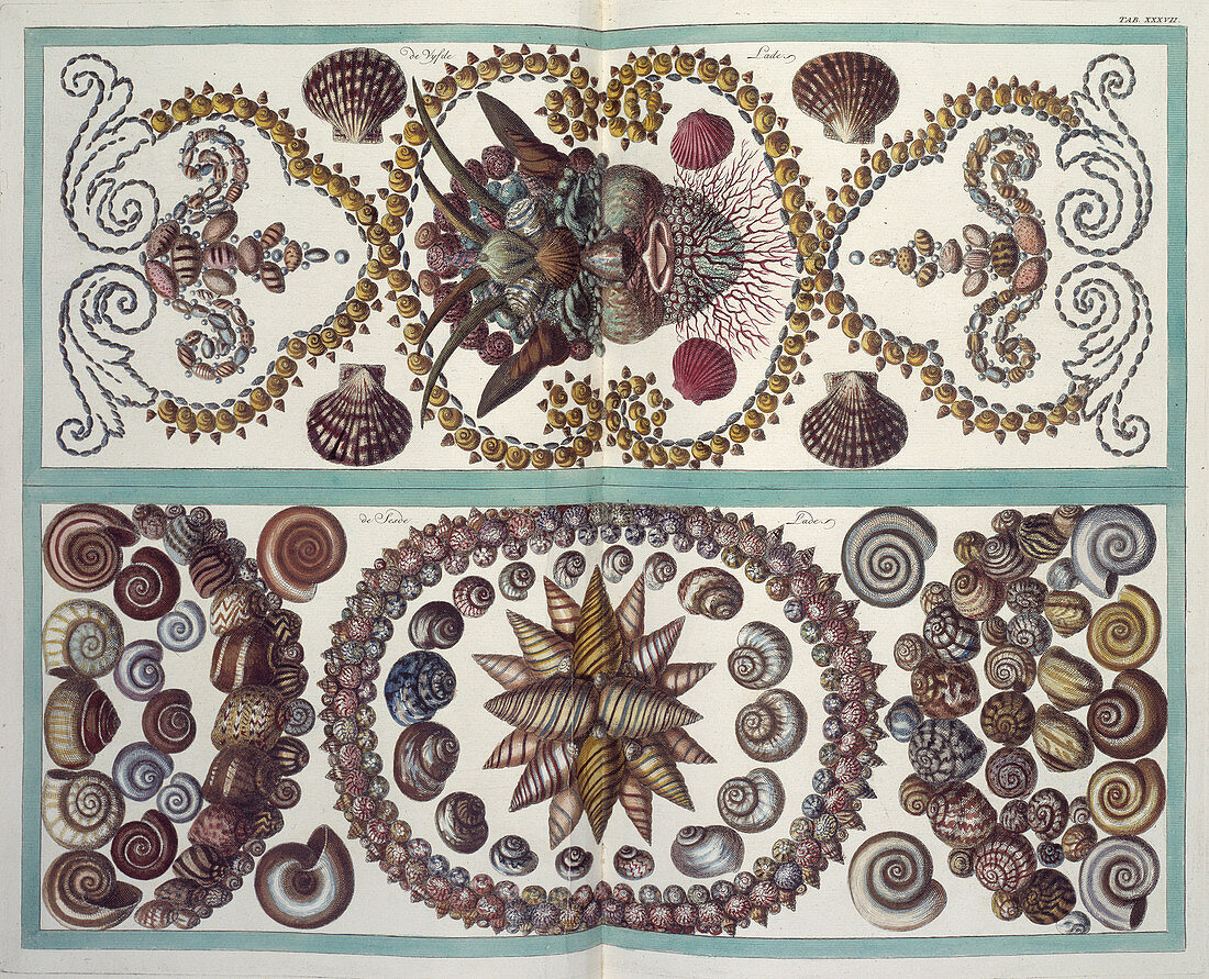 Shells,artwork