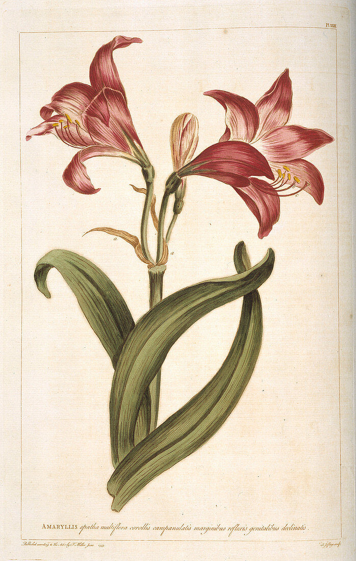Amaryllis flower,18th century