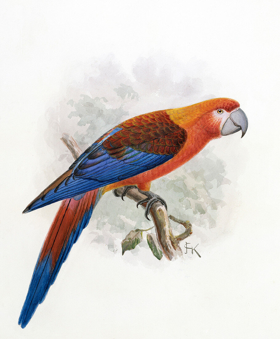 Hispaniolan macaw,20th century