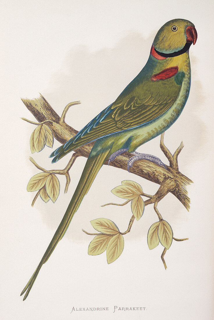 Alexandrine parakeet,19th century