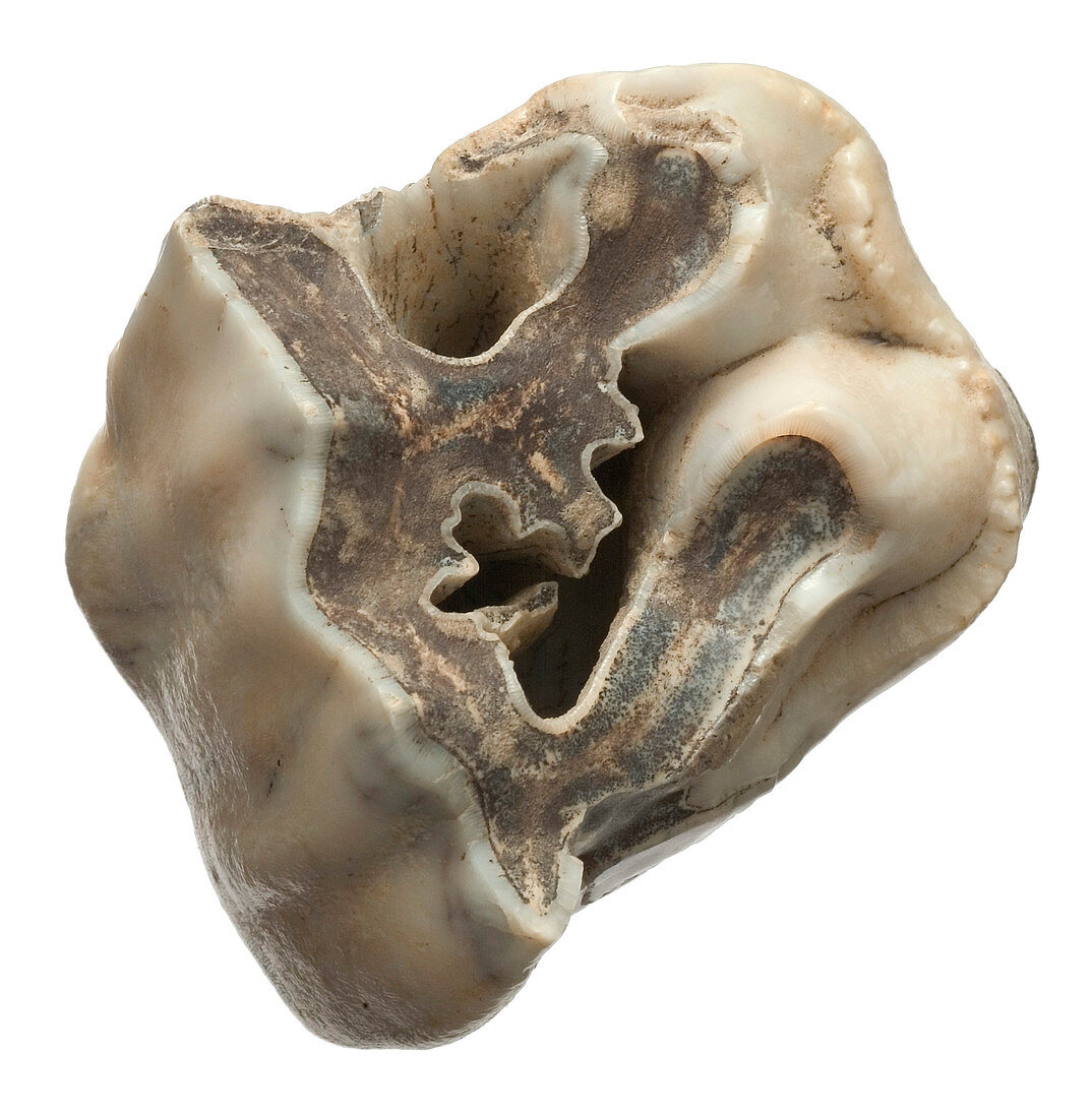 Premolar of prehistoric rhinoceros