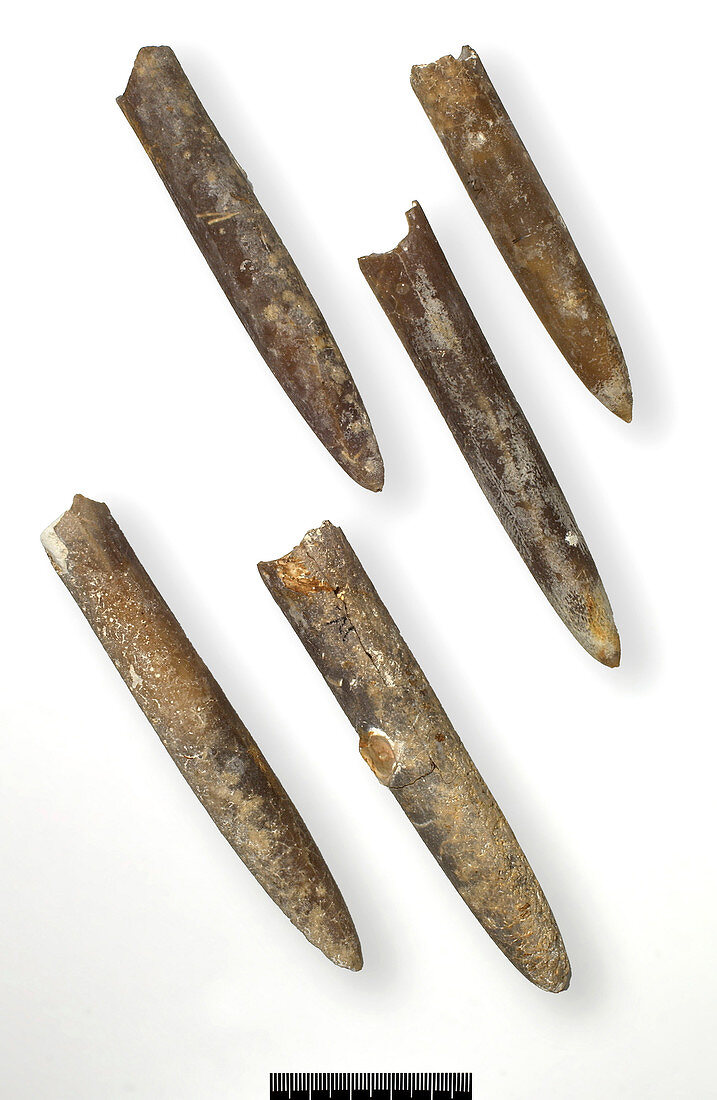Belemnite fossils (Belemnitella minor)