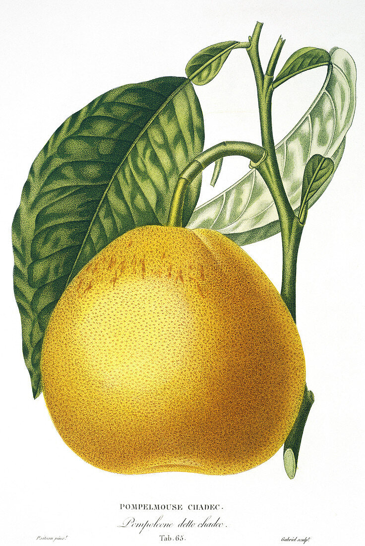 Grapefruit,19th century