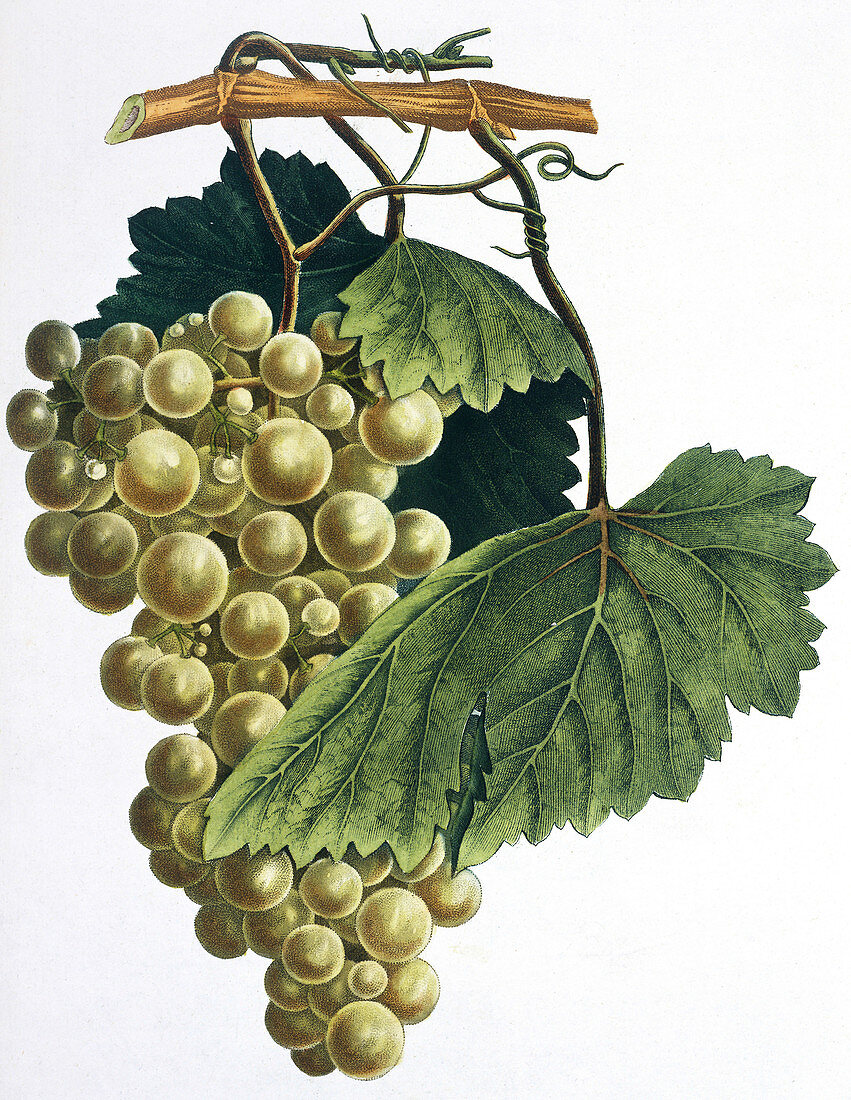 Grapes,19th century