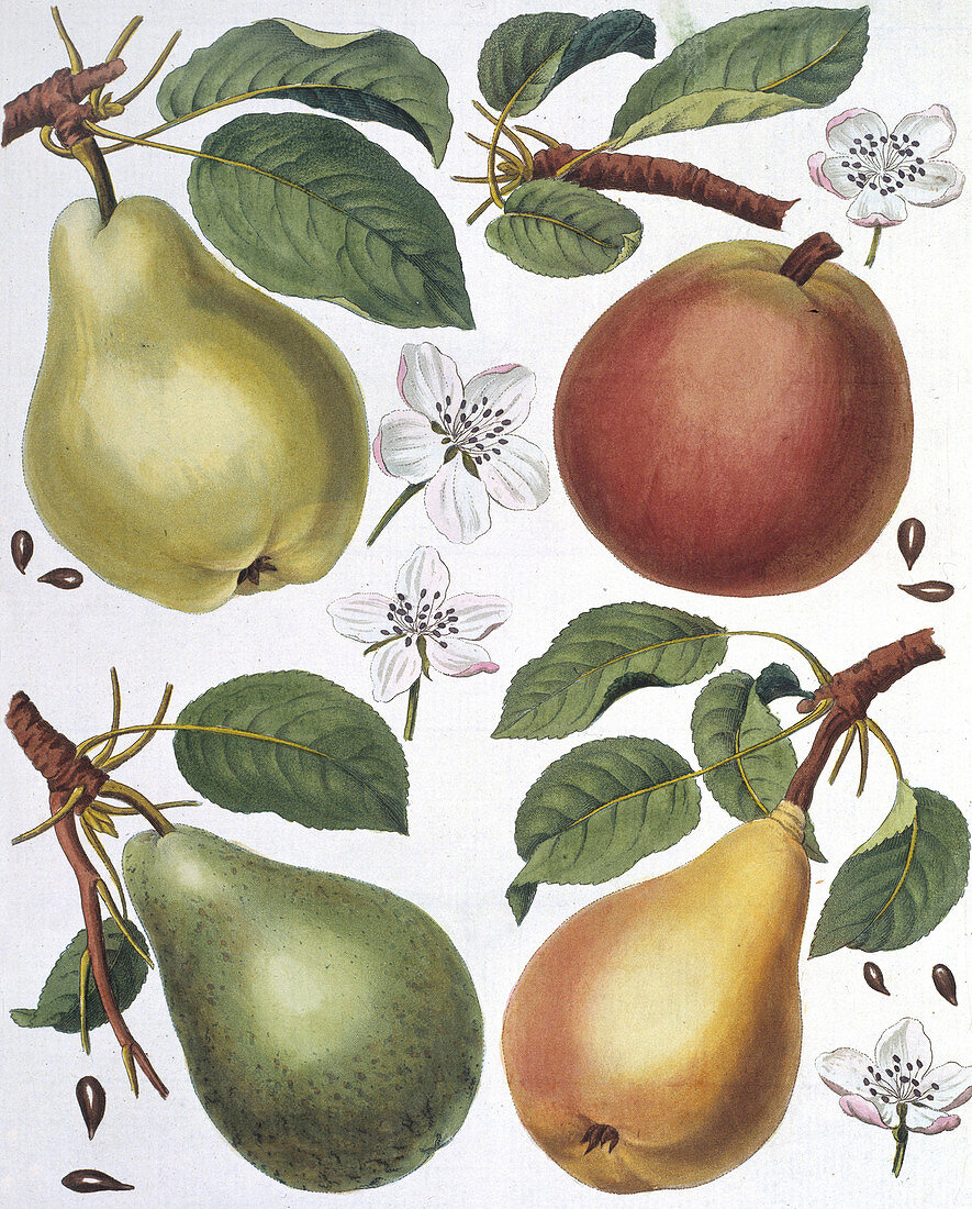 Pears,19th century