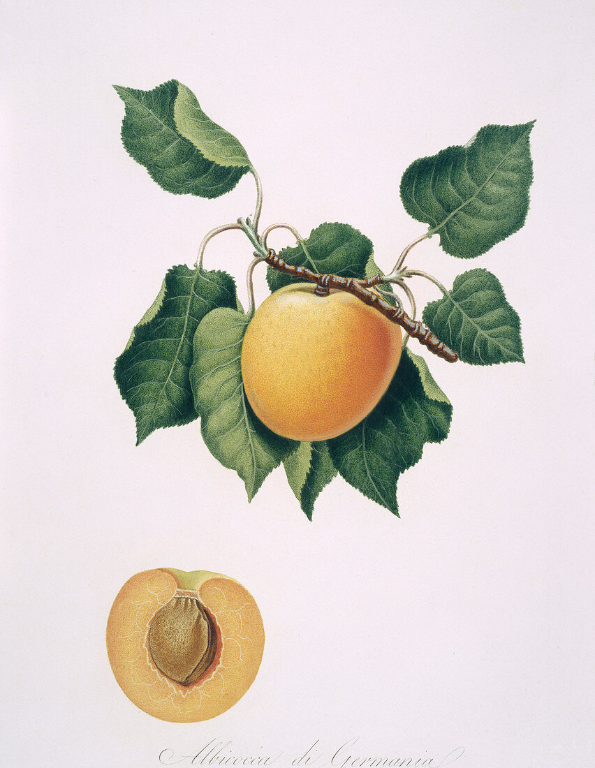 Apricot,19th century