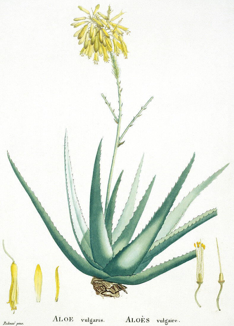 Aloe plant,historical artwork
