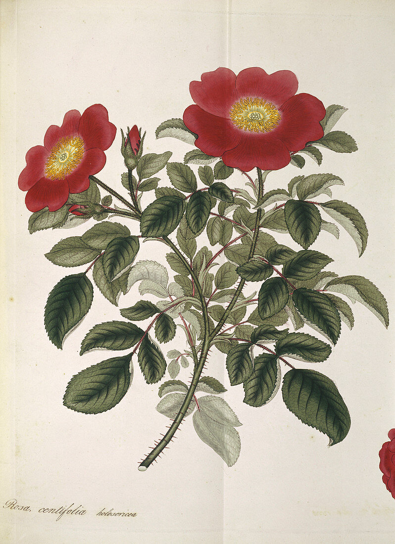 Cabbage rose,historical artwork