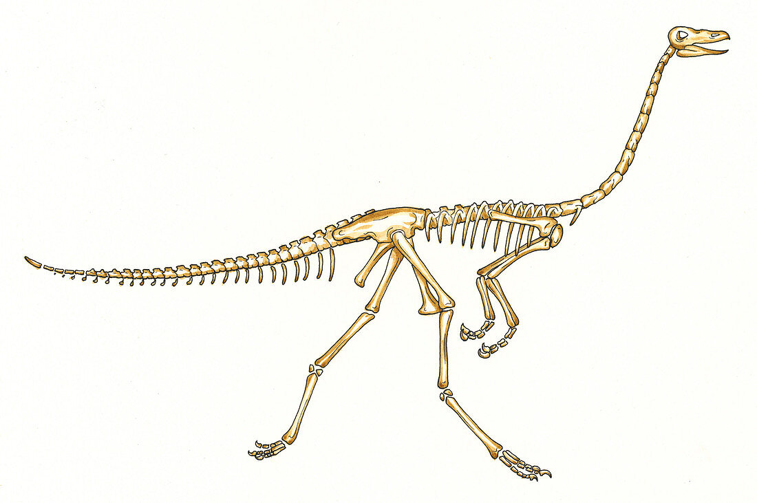 Gallimimus dinosaur skeleton