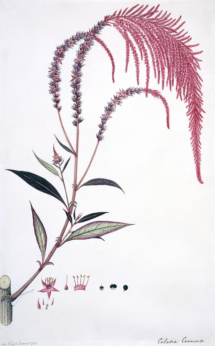 Cockscomb (Celosia cernua),artwork