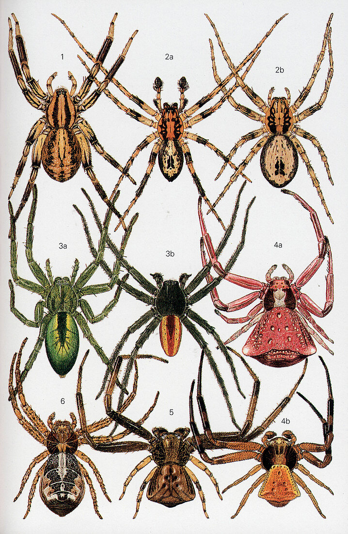 Spiders of Britain and Northern Europe
