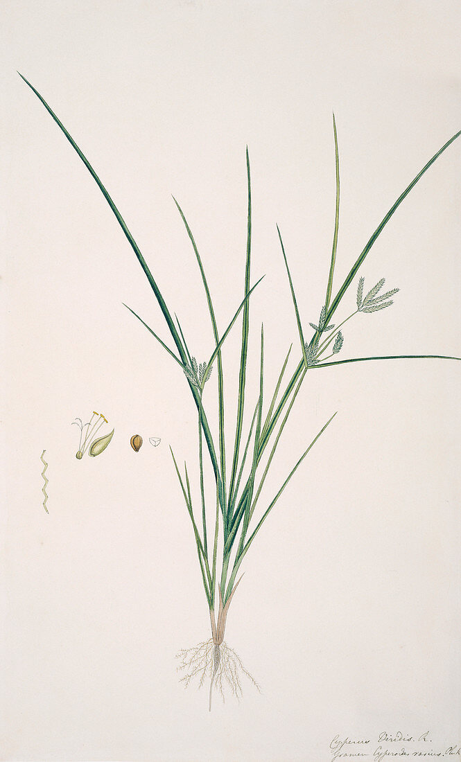 Sedge (Cyperus sp.),artwork