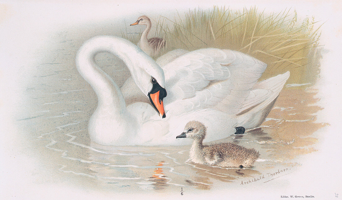 Muter swan with young,artwork