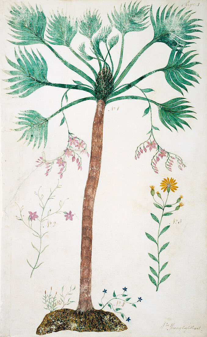 Cabbage palm (Sabal palmetto)