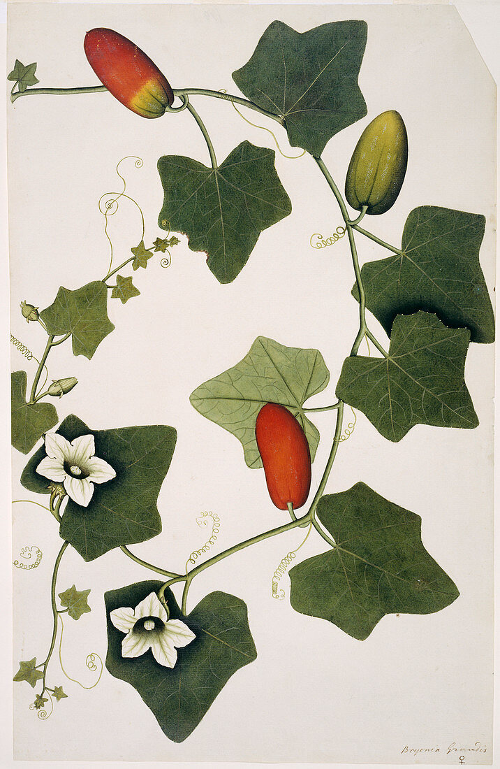 Ivy gourd (Bryonia grandis),artwork