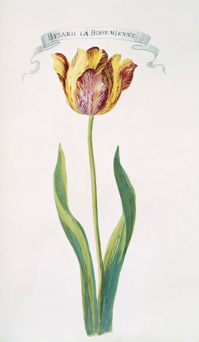 Tulip (Tulipa sp.),artwork