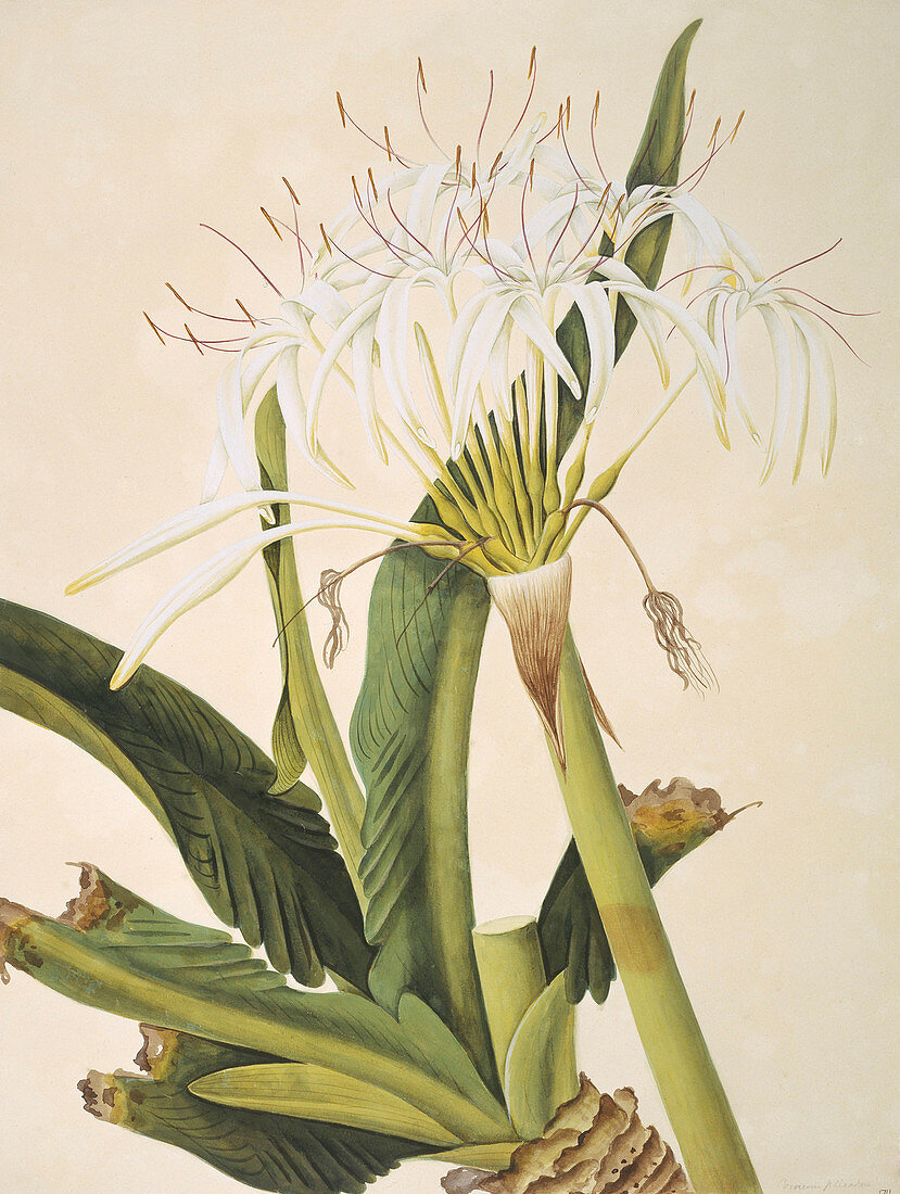 Botanical illustration