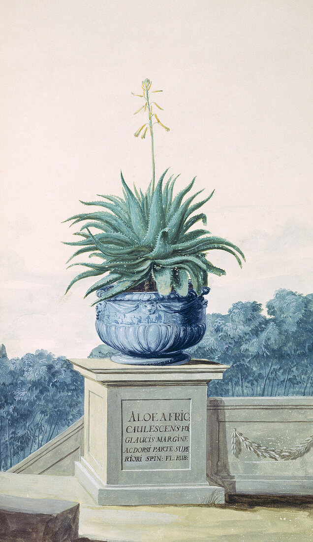 Spiny aloe (Aloe africana),artwork