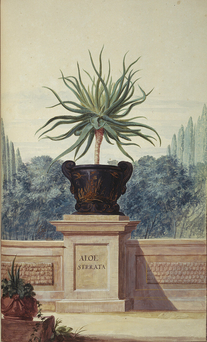 Aloe serrata,artwork