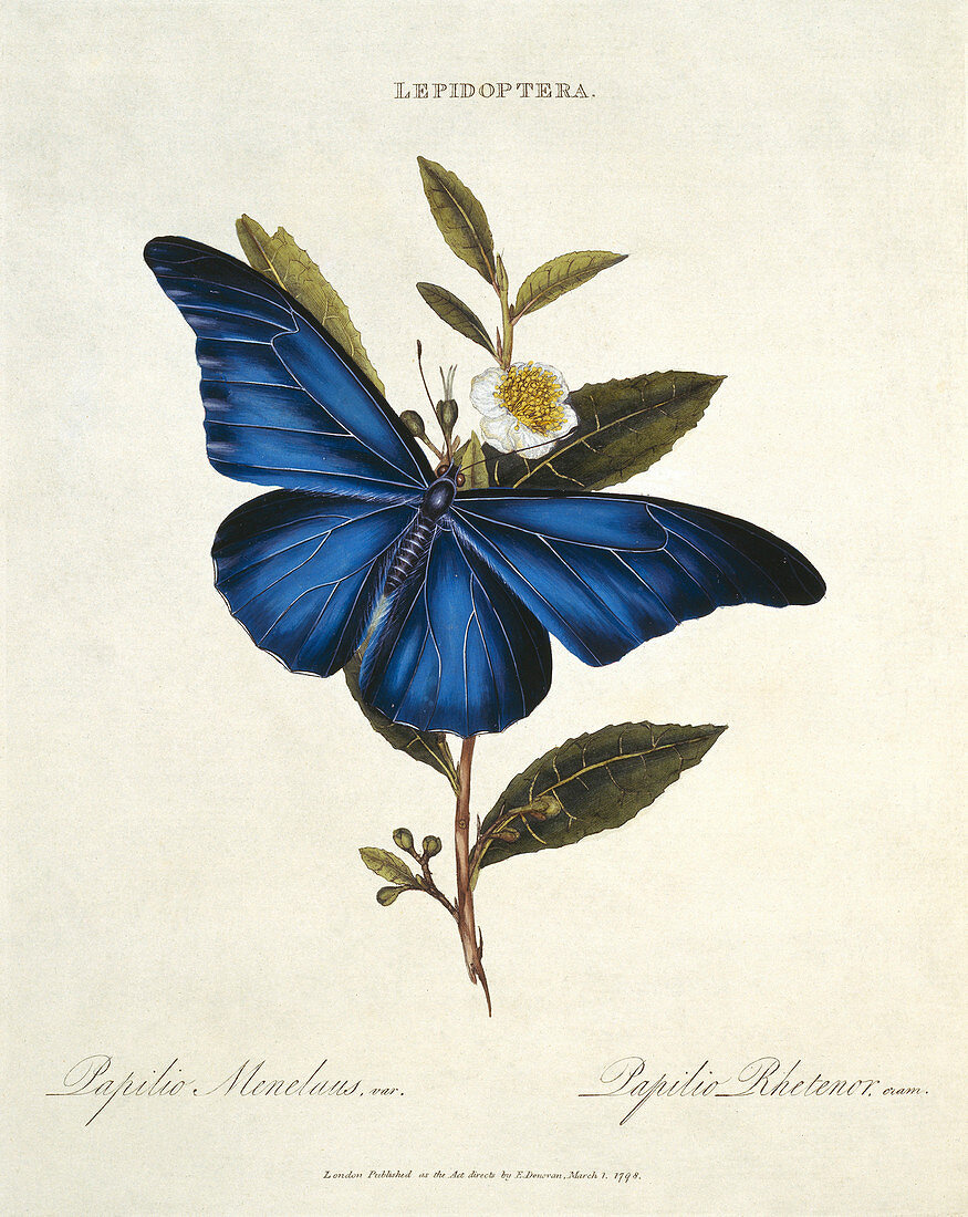 Blue morpho butterfly,artwork