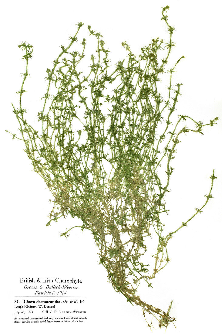 Lesser bearded stonewort,museum specimen
