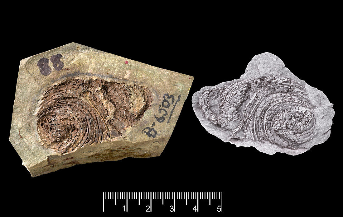 Helicoplacoid fossil