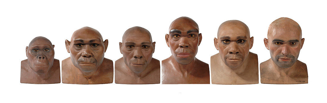 Hominid reconstruction sequence